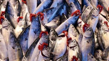 Balığın Derisi, Kıkırdağı, Kılçığı Bile Sağlığa Faydalı